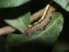 Lasiocampa quercus